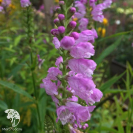 Физостегия виргинская Роуз