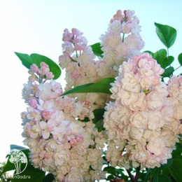 Сирень обыкновенная Красавица Москвы