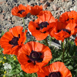 Мак восточный Мэй Квин