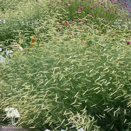 Бутелуа изящная