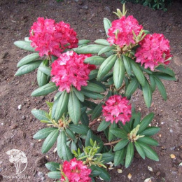  Рододендрон гибридный Казимир Вилки / Роял Скарлет