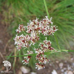 Ожика лесная