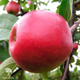 Яблоня гибрид Красное раннее + Белый налив