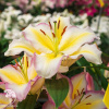 Лилия восточная Капитан Триколор фото 3 