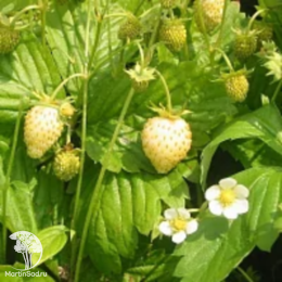 Земляника Желтое чудо - семена