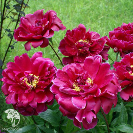 Пион молочноцветковый Петер Бранд