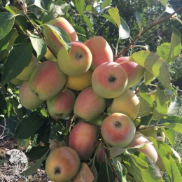 Яблоня гибрид Свежесть + Синап Орловский + Спартан