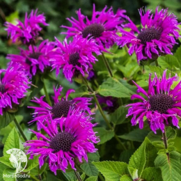 Набор для ароматной грядки монарда Распберри Вайн + Вайолет Квин + Би-Фри