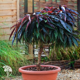 Персик мини Хоней Ред