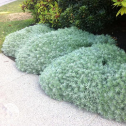 Полынь Шмидта Нана