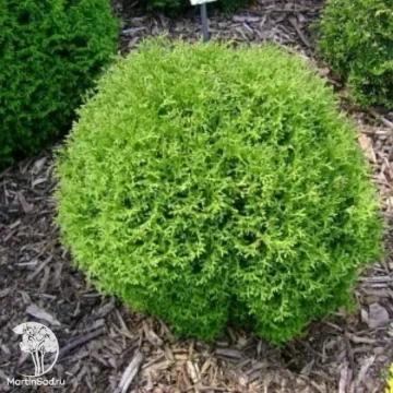 Фото Туя западная Форевер Янг