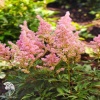Astilbe arendsii Darwin's Dream Астильба Арендса Дарвинс Дрим фото 2 