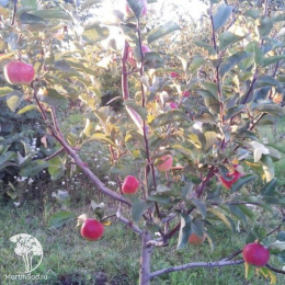 Яблоня Былина