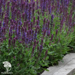 Набор для ароматной грядки шалфей Блаухугель + Сенсейшн Роуз + Негрито