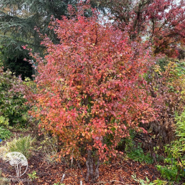 Вишня японская Коджо-но-маи