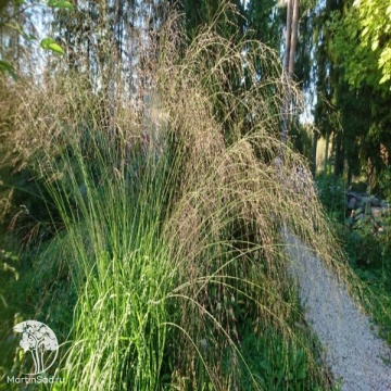 Фото Molinia Transparent Молиния Транспорент