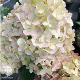 Гортензия метельчатая Петит Черри