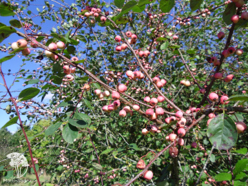 Фото  Кизильник бело-розовый на штамбе