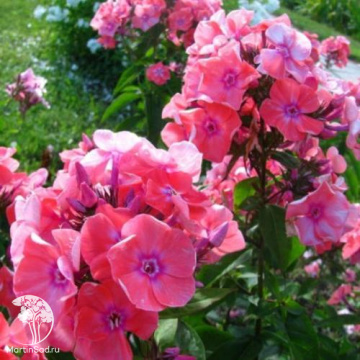 Фото Флокс метельчатый Московская Сказка