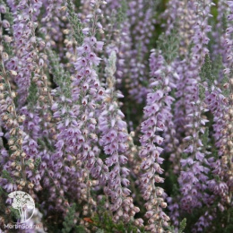 Вереск обыкновенный Силвер Кнайт