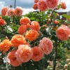 Роза парковая Бельведер фото 1 