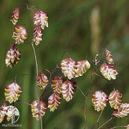 Трясунка средняя Доддеринг Диллис