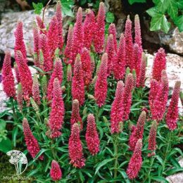 Вероника колосковая Беби Ред