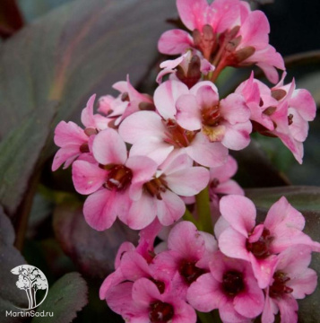 Фото Бадан гибридный микс сортов