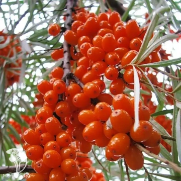 Фото Облепиха Джемовая