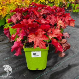 Гейхера Паприка