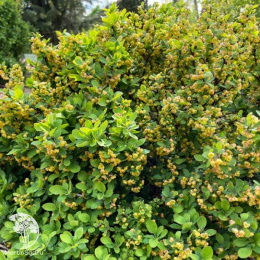 Барбарис Тунберга Грин Клауд