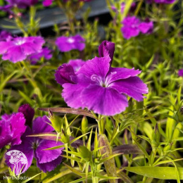 Гвоздика китайская Диана Блюберри