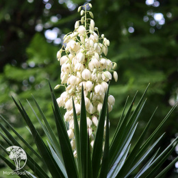 Юкка нитчатая