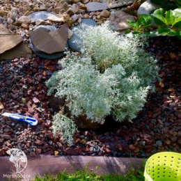 Полынь Шмидта Нана