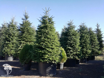 Фото  Пихта Нордманна Калиста