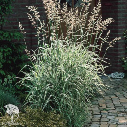 Фалярис тростниковый Элегантиссима