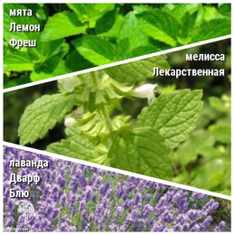 Набор для чая мята Лемон Фрэш + мелиса Лекарственная + лаванда Дварф Блю