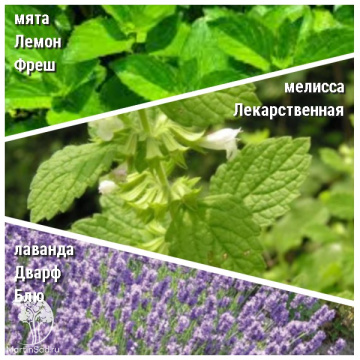 Фото Набор для чая мята Лемон Фрэш + мелиса Лекарственная + лаванда Дварф Блю