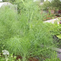 Фенхель Осенний красавец