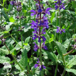 Набор для мяса тимьян Голден Лемон + шалфей Виола Клозе