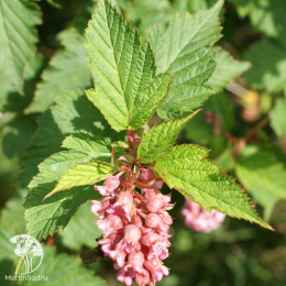 Нейлия родственная