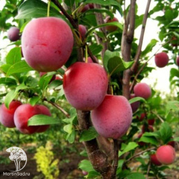 Слива гибрид Империал + Шарафуга (слива х персик х абрикос)