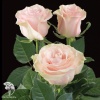 Роза чайно-гибридная Пинк Мондиаль Роуз на штамбе фото 1 