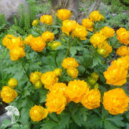 Купальница европейская