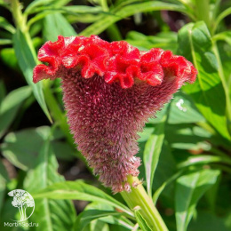 Целозия гребенчатая Тореадор