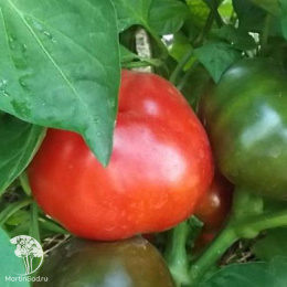 Перец сладкий Сударушка