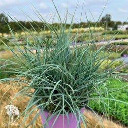 Осока просяная Памира