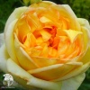 Роза чайно-гибридная Голден Тауэр фото 1 