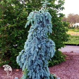 Ель колючая Зе Блюз