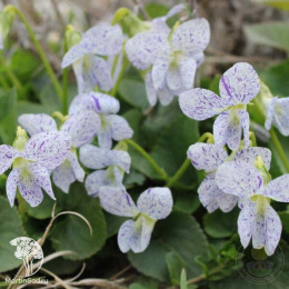 Фиалка сестринская